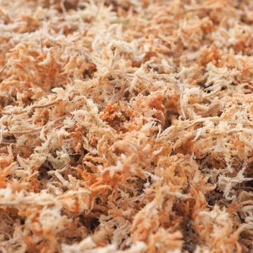 MECH TORFOWIEC - SPHAGNUM - 1 L martwy