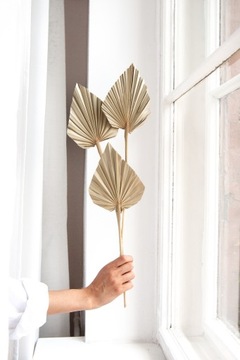 Сушеный пальмовый лист ARROW PALM SPEAR веер