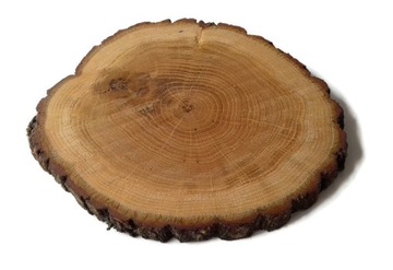 Dąb olejowany 17-20 cm Plaster drewna krążki dębowe