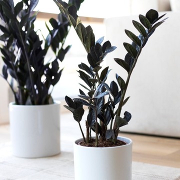Zamioculcas RAVEN zamiokulkas zamiolistny CZARNY