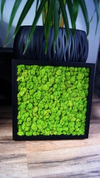 Картина в трех рамах, мох хроботек, 25х25 см, каждая рамка