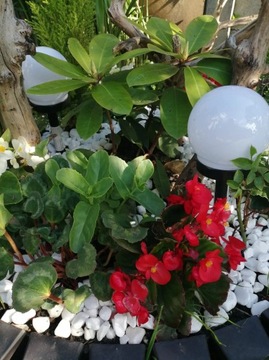 Экстра Белый BIOVITA крупа 20 кг 16-30мм