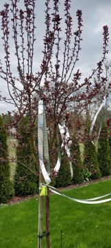 ЛЕНТА ДЛЯ ОТПУСКАНИЯ ПТИЦ 50 м