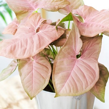 Zroślicha 'Neon Robusta' RÓŻOWE LIŚCIE Syngonium