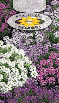 Smagliczka nadmorska Lobularia maritima Mieszanka 0,5g NASIONA
