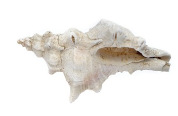 Стереоскопический микроскоп Delta Optical StereoLight