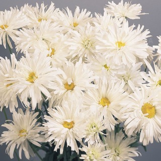 Margaretka, Leucanthemum CRAZY DAISY półpełne nieregularne kwiaty