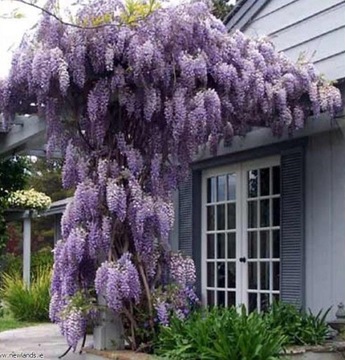 PRZEPIĘKNA FIOLETOWA GLICYNIA (WISTERIA) KWIECISTA