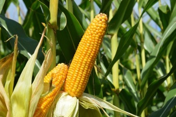 Nasiona kukurydzy SM Ameca FAO260 50tys.nas. wysokie , dobrze ulistnione