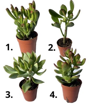 НАБОР СУККУЛЕНТОВ ЖИВОЕ ЛЕСНОЕ РАСТЕНИЕ В СТЕКЛЯННОЙ БАНКЕ 2 шт.