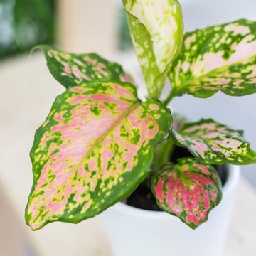 Aglaonema ZIRCON RED Aglonema do cienia MALUCH