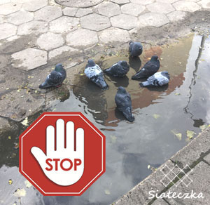 СЕТКА ОТ ПТИЦ ДЛЯ БАЛКОНА 2х3м, ПРОЗРАЧНАЯ