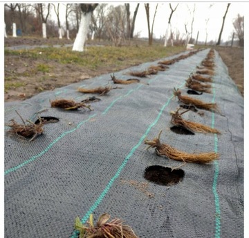 агротекстильный коврик с ОТВЕРСТИЯМИ для КЛУБНИКИ + колышки