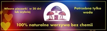 Белый гриб-мицелий, выращивание дома бесплатно 6в1