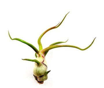 Tillandsia, Oplatwa BULBOSA S- 8 cm