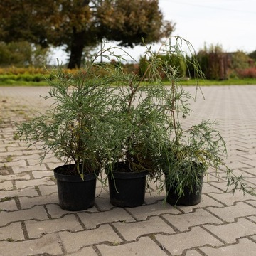 CYPRYSIK groszkowy FILIFERA sadzonka w doniczce ZIMOZIELONA do OGRODU