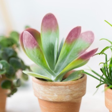 Kalanchoe thyrsiflora - czerwone brzegi liści S