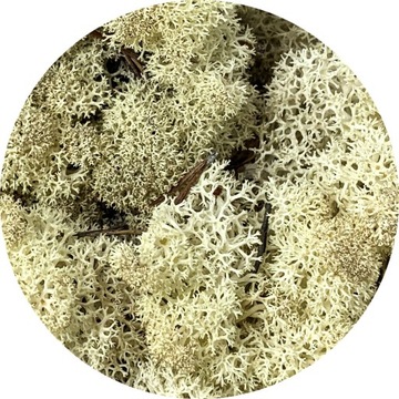 Mech chrobotek 50g kolor: ECRU