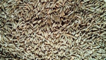 ŻYTO OZIME -NASIONA NA POPLON- LUZ -1 KG