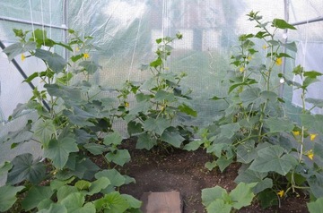 ФОЛЬГОВЫЙ ТУННЕЛЬ ТЕПЛИЦА ДЛЯ ОВОЩЕЙ 3х10х2