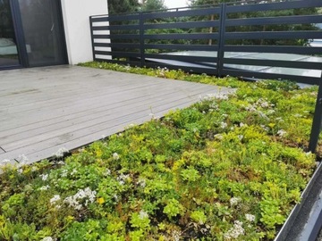 Зеленая крыша - панели очитка - поддон 10 м²