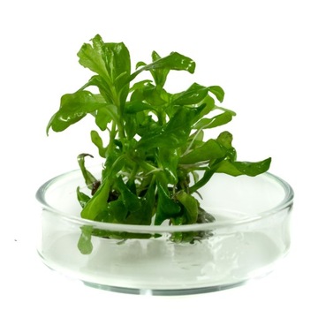 Hygrophila Polysperma nadwódka wielonasienna rośliny in vitro 4 sadzonki