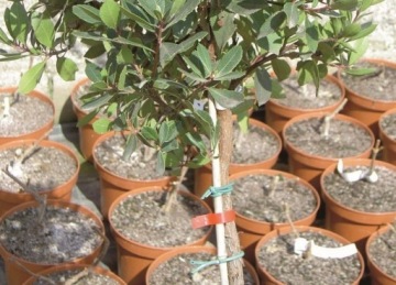 Шланг синий, толстостенный 3,5мм/1кг/110м СТАНДАРТ BOVI