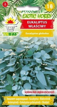 EUKALIPTUS WŁAŚCIWY 10 SZT EXOTIC HOBBY