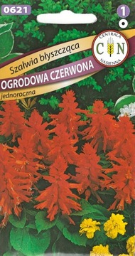SZAŁWIA BŁYSZCZĄCA CZERWONA piękna i trwała