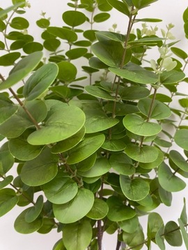 ИСКУССТВЕННЫЙ ЭВКАЛИПТ XXL как жизнь ИСКУССТВЕННЫЕ ЦВЕТЫ