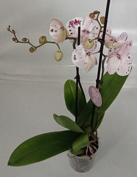 Орхидея ФАЛЕНОПСИС 5 Убанги большая губа цветок 10 см