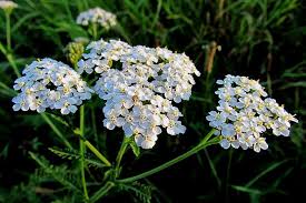 Тысячелистник обыкновенный Achillea mille. Саженцы трав