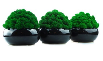 мох мох в цветочном горшке разные цвета МИКРОКЛИМАТ горшок со мхом