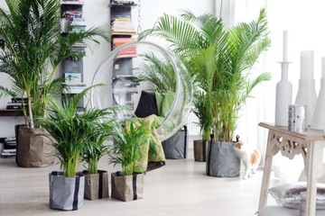 SERAMIS PODŁOŻE PALM DRACEN FIKUSÓW EPIPREMNUM MONSTERY ALOKAZJI CEROPEGII