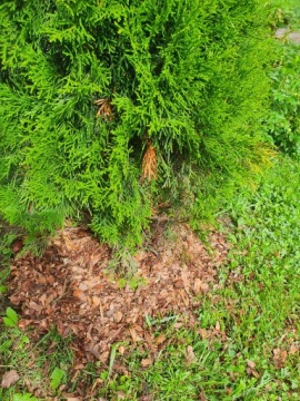 ТОНКАЯ СОСНОВАЯ КОРА 1-10 мм 80Л GARDEN, просеянная, сортированная