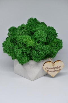 Деревенский лес в геометрическом бетонном горшке