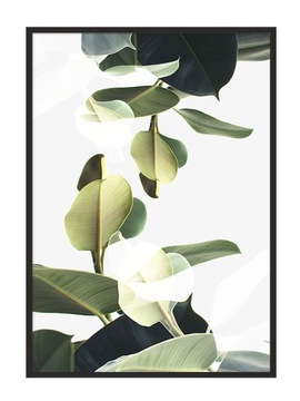 OBRAZ PLAKAT W RAMIE 53x73 cm Liście P844