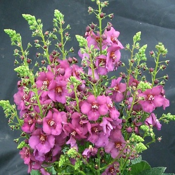 Dziewanna PLUM SMOKEY Verbascum wiele zastosowań pękny PrzydymionyRóż
