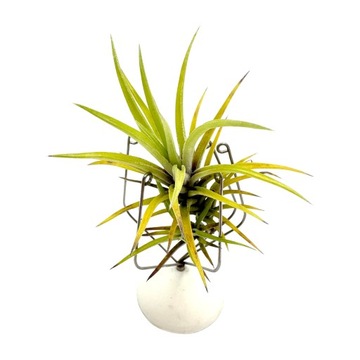 Tillandsia neglecta Oplątwa - Żywa Roślina do Terrarium