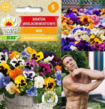 NASIONA KWIATÓW BRATEK WIELKOKWIATOWY MIX KWIATY