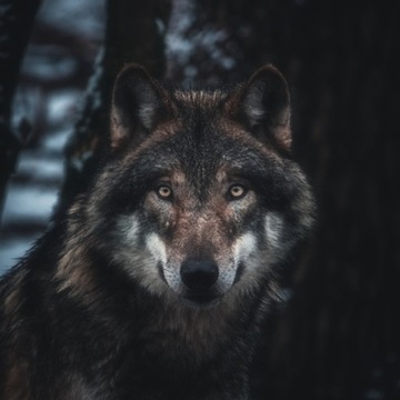 Лесное благородное МАСЛО ДЛЯ КУХОННЫХ ДОСОК