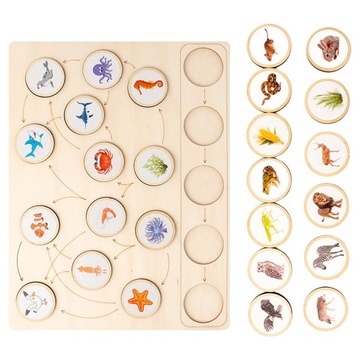 Montessori Toys Life Cycle Tray Flash Cards Growth Stage Educational Sqaure