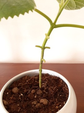 Набор для выращивания BONSAI Paulownia Imperial X