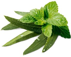 Cukierki Ziołowe VERBENA MIX 8 Smaków od GÓRALEK