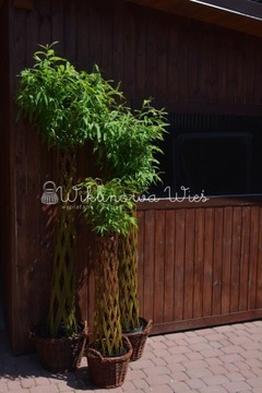 Wierzba pleciona salix sadzonka, drzewko wiklinowe w donicy 3-5L 140-150 cm