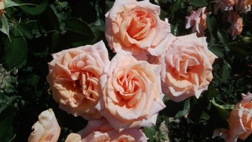 Крупноцветковая персиковая роза.