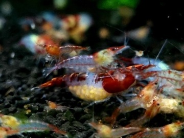 Креветки RILI RED в водопроводной воде!