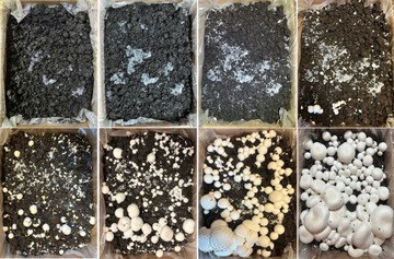 Субстрат БЕЛЫЕ ГРИБЫ БАЛЕТ 3-ФАЗНЫЙ 20КГ С ТЕСТАМИ + ИНСТРУКЦИЯ