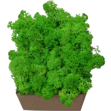 Chrobotek Moss Grassy Living Green 100г