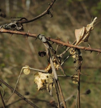 Gongylus Gongylodes Mantis Lies L2-3